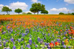 Special Limited Time Sales 36x24 Canvas Of Texas Wildflowers
